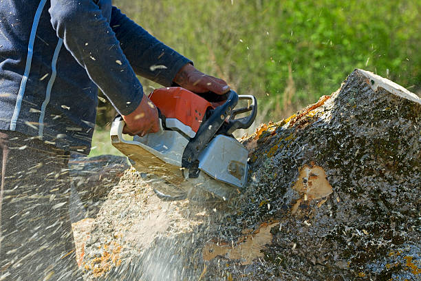 Best Tree Clearing Services  in Princeton, MN